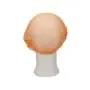 CMT Haarnet - Clip Cap PP Non Woven Oranje Maat M 50cm -Horecavoordeel.com-